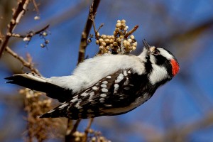 woodpecker eating poison ivy